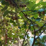 Во дворе дерево с плодами киви. Удивительно .