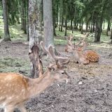 Русские Сезоны Комфорт Отель Пересвет, фото гостя