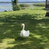 Гостевой дом Дом Посуточно Угоринка, фото гостя