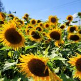 Гостиничный комплекс Подсолнухи, фото гостя