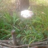 Гостевой дом Шишки, фото гостя