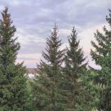 Гостинично-ресторанный комплекс Форест, фото гостя