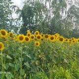 Гостиничный комплекс Подсолнухи, фото гостя