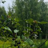 Экопарк Поляны, фото гостя