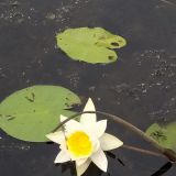 Загородный комплекс Пихтовое, фото гостя