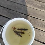 Загородный комплекс Пихтовое, фото гостя