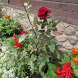Мини-отель Даурия, фото гостя