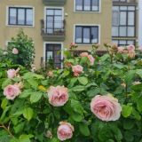 Апартаменты Сосновая5 лесная сказка, фото гостя