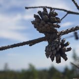 Курортный комплекс Черные камни, фото гостя