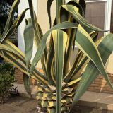 Отель Черное море на Бестужева, фото гостя