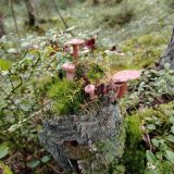Гостевой дом Шишки, фото гостя