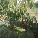 Загородный отель Вавилон Крым, фото гостя