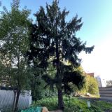 Меблированные комнаты СЕКВОЙЯ на Белинского Uloo, фото гостя