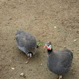 Arthurs Spa Hotel by Mercure, фото гостя