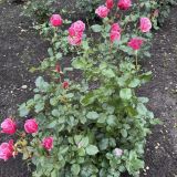 Arthurs Spa Hotel by Mercure, фото гостя