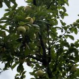 Arthurs Spa Hotel by Mercure, фото гостя