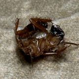 Гостевой дом Грейс Оганес, фото гостя