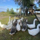 База отдыха Самая Ладога, фото гостя