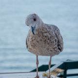 Апартаменты В ПК Утёс, фото гостя