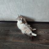 Гостевой дом Толстый Кот, фото гостя