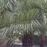 Гостевой дом Palma Раrk, фото гостя