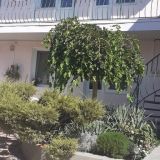 Мини-отель Пансион Кафа, фото гостя