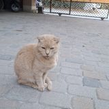 Гостевой дом Максим, фото гостя