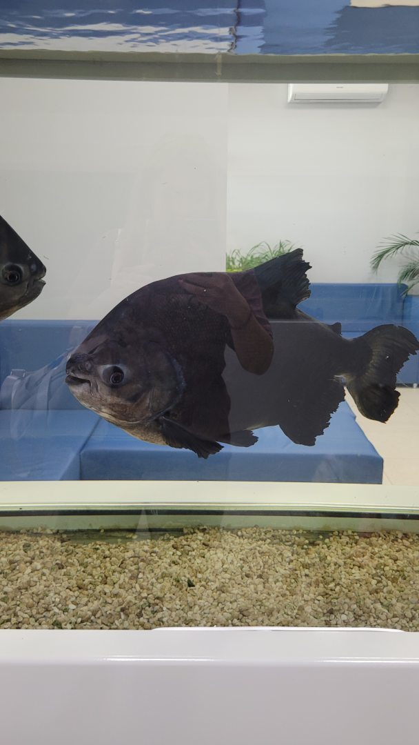 Атлантида, фото гостя