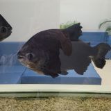 Отель Атлантида, фото гостя