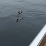 Гостиница Мирная пристань, фото гостя