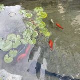 Гостевой дом ТРОЯ, фото гостя