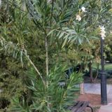 Пансионат Астра-центр, фото гостя