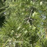 Черное море Абхазии, фото отдыхающего в октябре