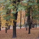 Новая Москва, фото отдыхающего в октябре