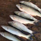 Рыболовная база Fish Sense, фото гостя