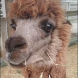 Альпака ❤️, на территории отеля.