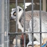 Зоопарка с животными.