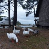 База отдыха Самая Ладога, фото гостя