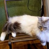 Гостевой дом Толстый Кот, фото гостя