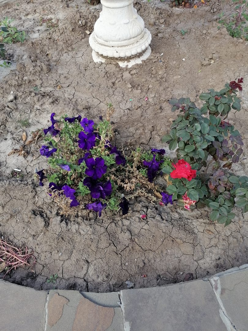 Спутник, фото гостя