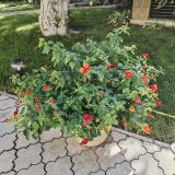 Пансионат Дольче Вита, фото гостя