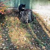 Загородный отель Комарово, фото гостя