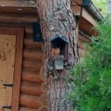 Гостевой дом Сосновая дача, фото гостя