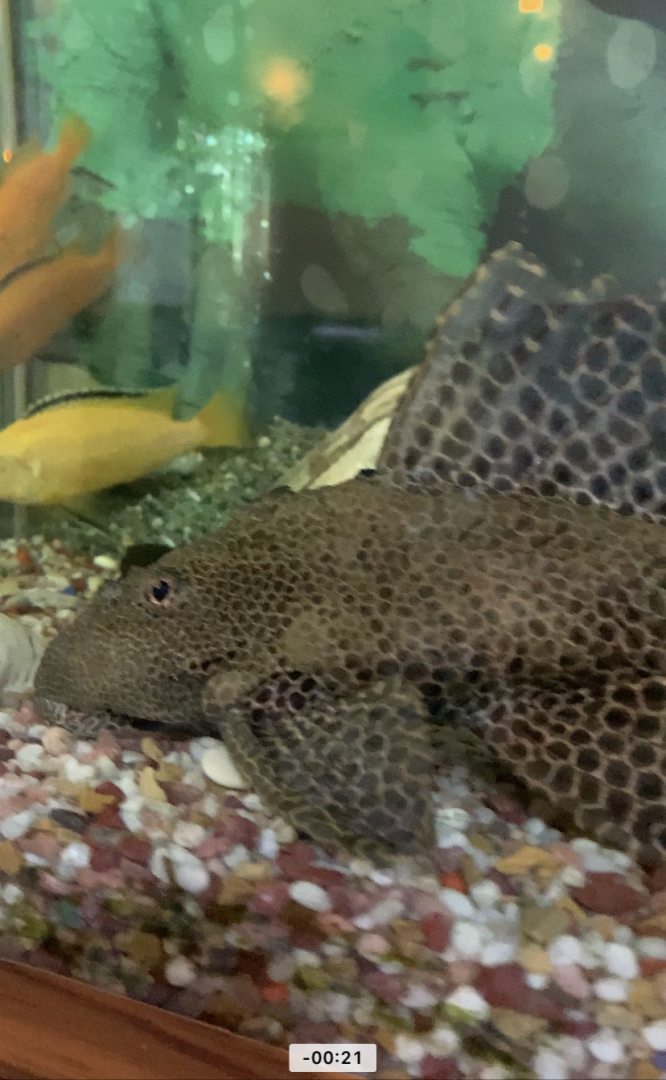 Гостилицы, фото гостя