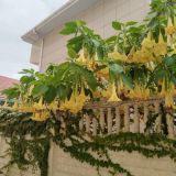 Гостевой дом Марта, фото гостя