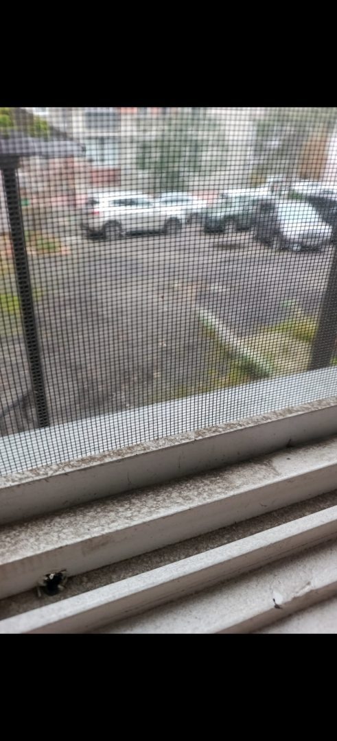 Tari, фото гостя