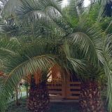 Гостевой дом Джульетта Аллама групп, фото гостя