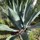 Сочинский район, фото отдыхающего в октябре