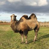 Гостевой дом Веслево Клуб, фото гостя