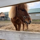 Гостевой дом Веслево Клуб, фото гостя